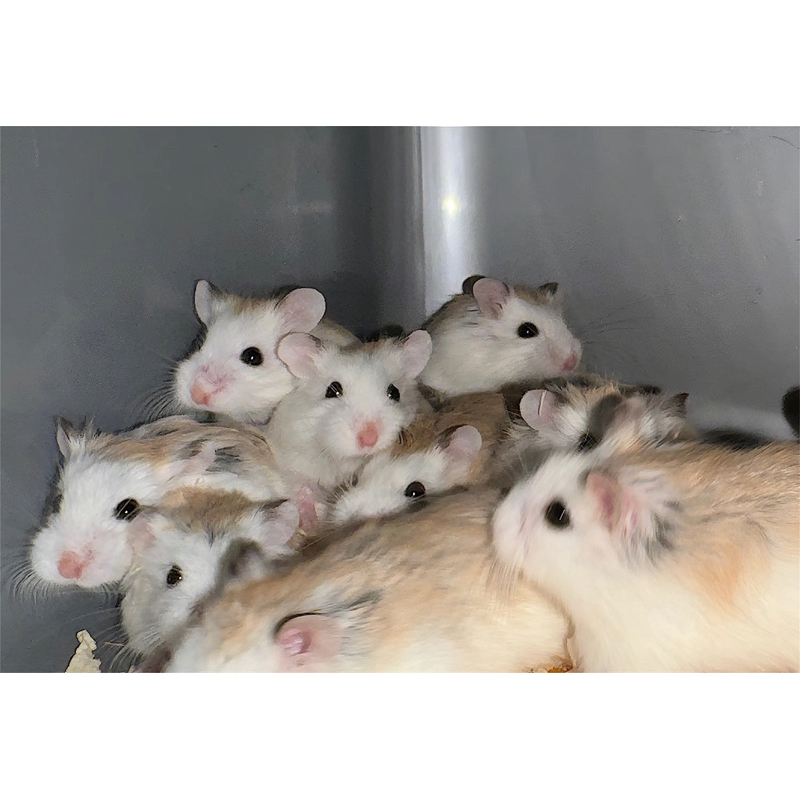 hamster roborovski