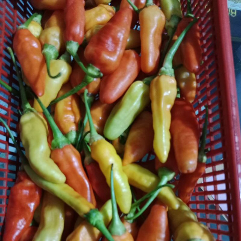 

Cabe Rawit Prentul 500gr