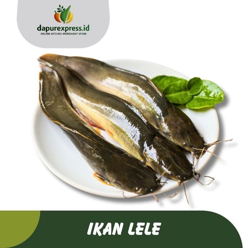 

IKAN LELE SEGAR