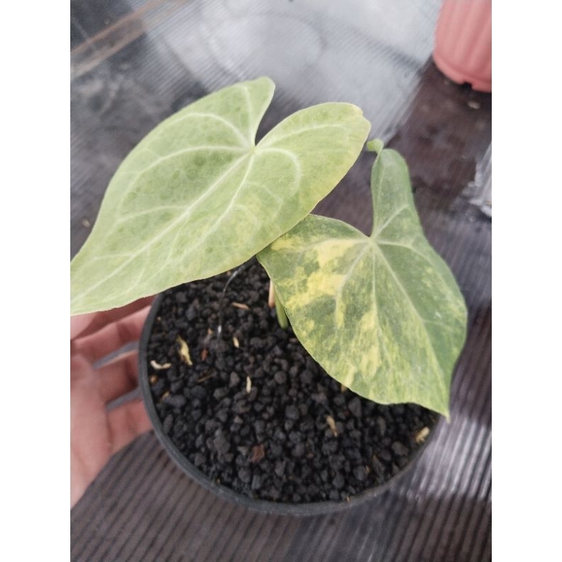 anthurium clarinervium varigata mewah