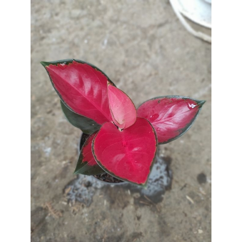 Aglaonema Suksom Lokal Tanian Realpict