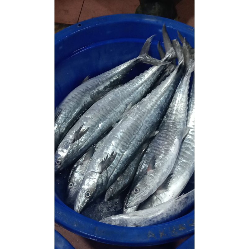 

ikan tenggiri segar