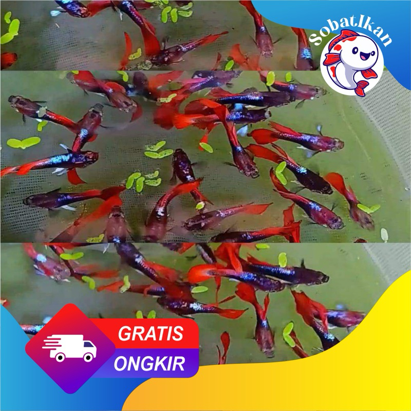 Hiasan aquarium paket hemat 10 ekor guppy cobra/dragon jantan dan betina tolong baca lagi judul dan 