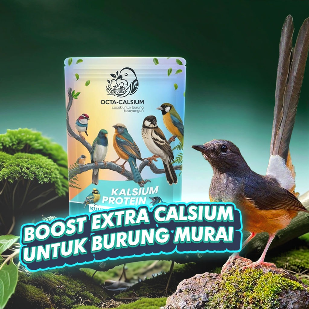 BUBUK KALSIUM & PROTEIN CANGKANG TELUR PUYUH  BERKUALITAS