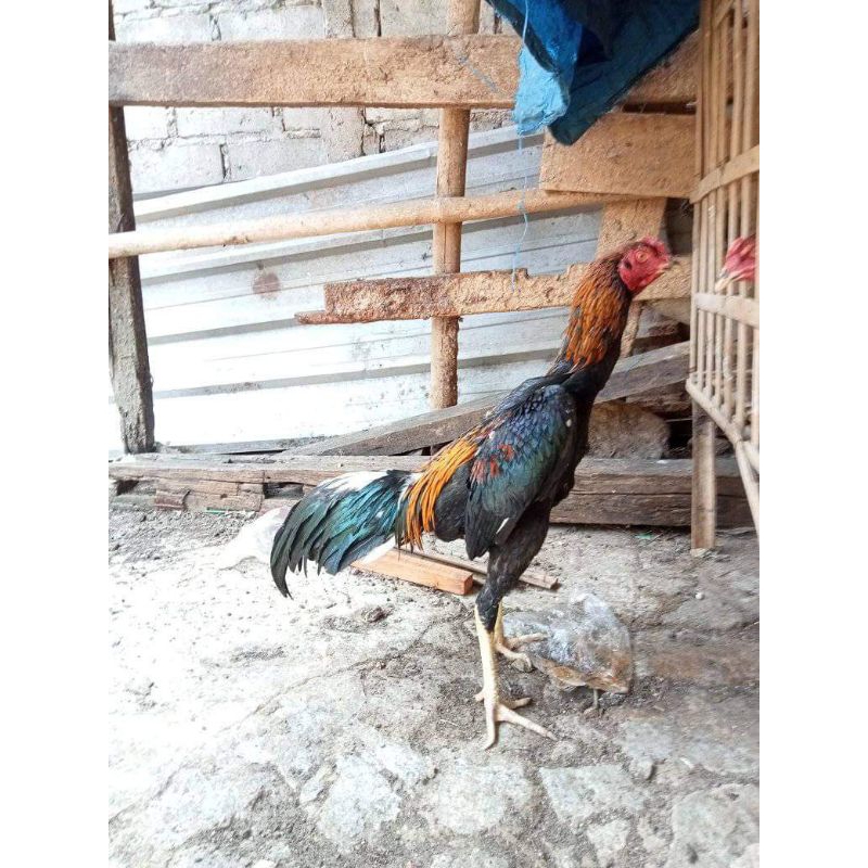 ayam peliharaan ayam Bangkok asli//ayam jago Bangkok janggaran
