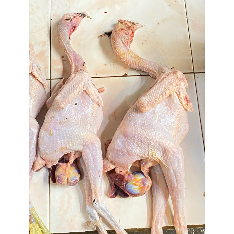 

ARFROZEN - AYAM KAMPUNG TERNAK TANPI ATI AMPELA ASLI KECIL 800KG DAGING POTONG FROZEN BEKU