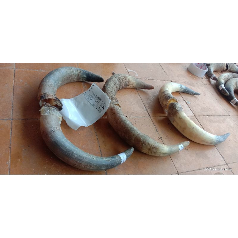 tanduk sapi bule spek pipa rokok