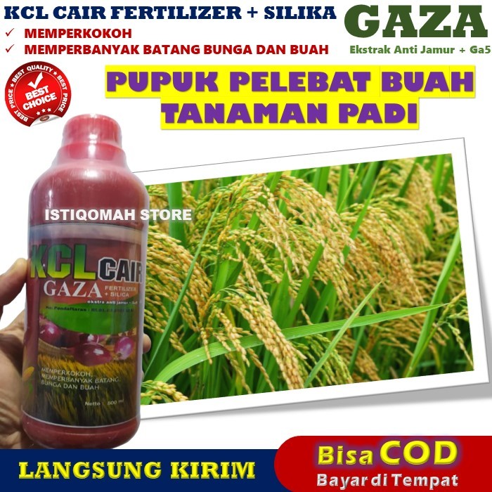 PUPUK PADI SAWAH TERBAIK KCL GAZA 500ML Pupuk Padi Pelebat Buah - Pupuk Padi Cair Pengganti Urea - O