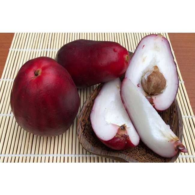 Bibit Jambu Air Jamaika Jumbo