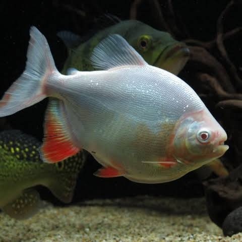 IKAN HIAS PACU ALBINO