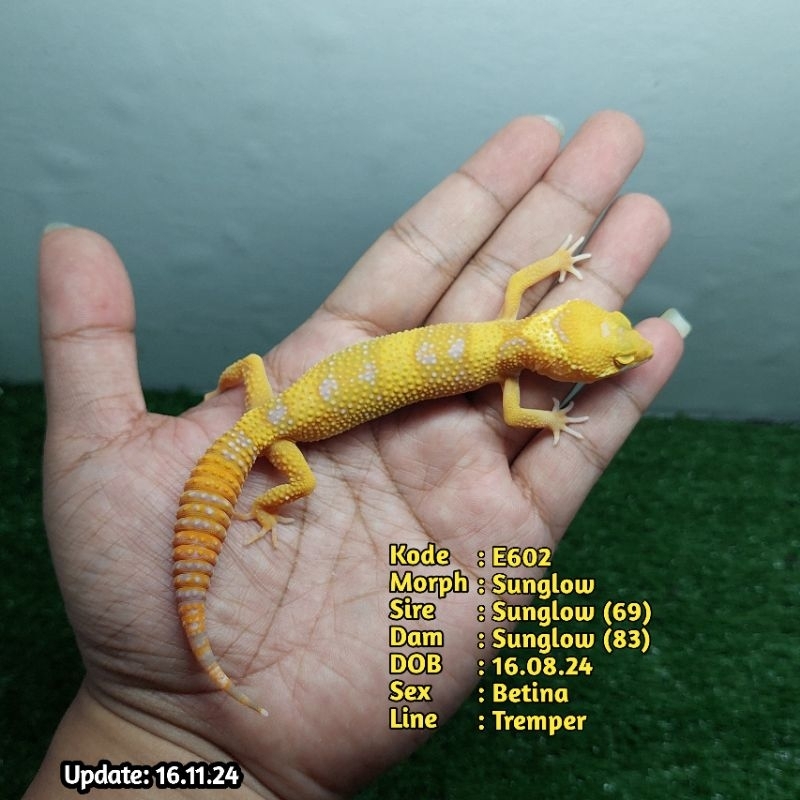 Hiasan Leopard. Gecko - Sunglow Female Sesuai Foto Bukan Random