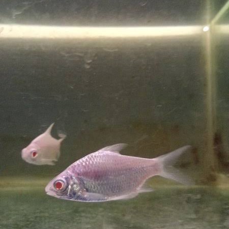 IKAN HIAS KAVIAT PLATINUM MATA MERAH