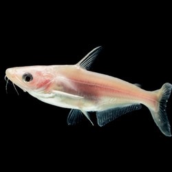 IKAN HIAS PATIN ALBINO