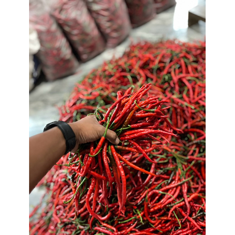 

cabe merah keriting (1 kg )langsung dari petani