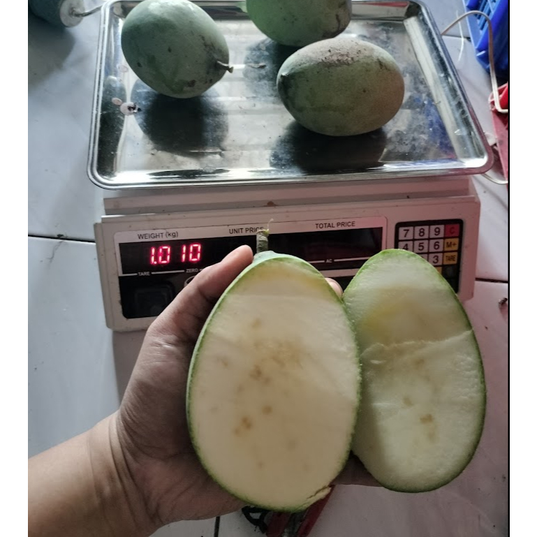 

mangga madu manalagi kondisi tua bisa matang1kg isi 3-4