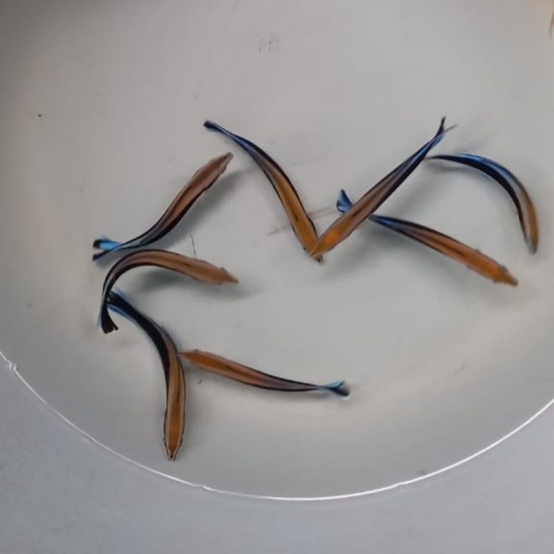 Ikan Hias Laut Dokter