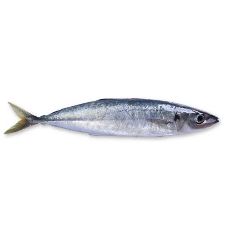 

Ikan Lajang / Ikan Layang Segar