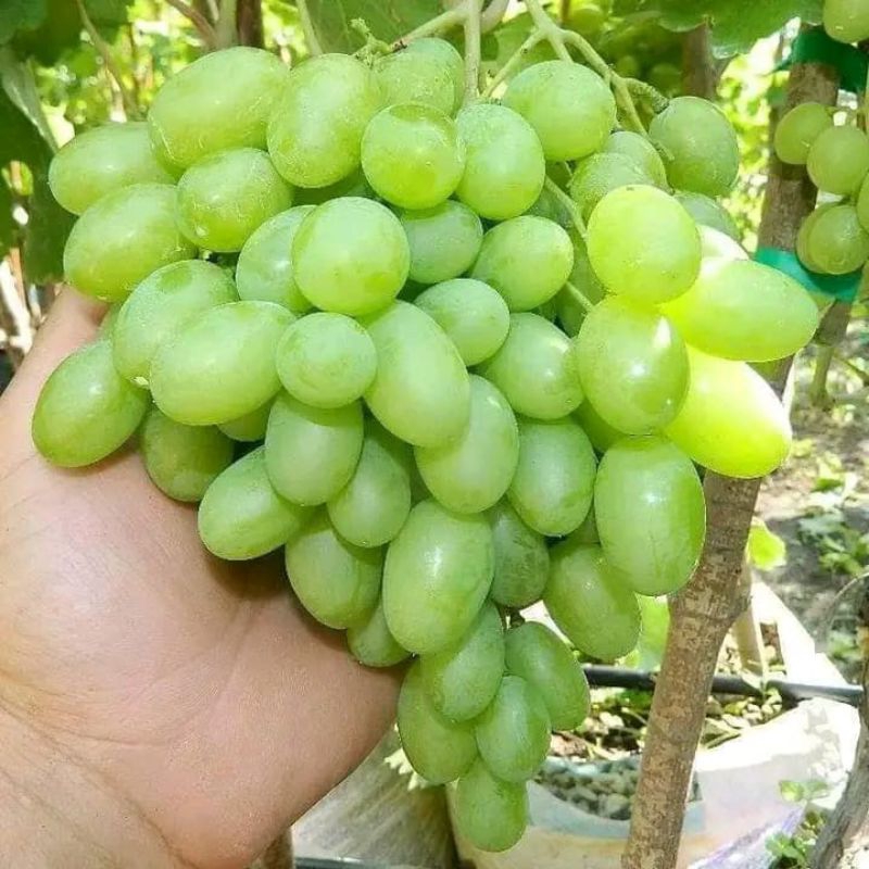 

Bibit Anggur Import ILARIA Hasil Grafting Valid