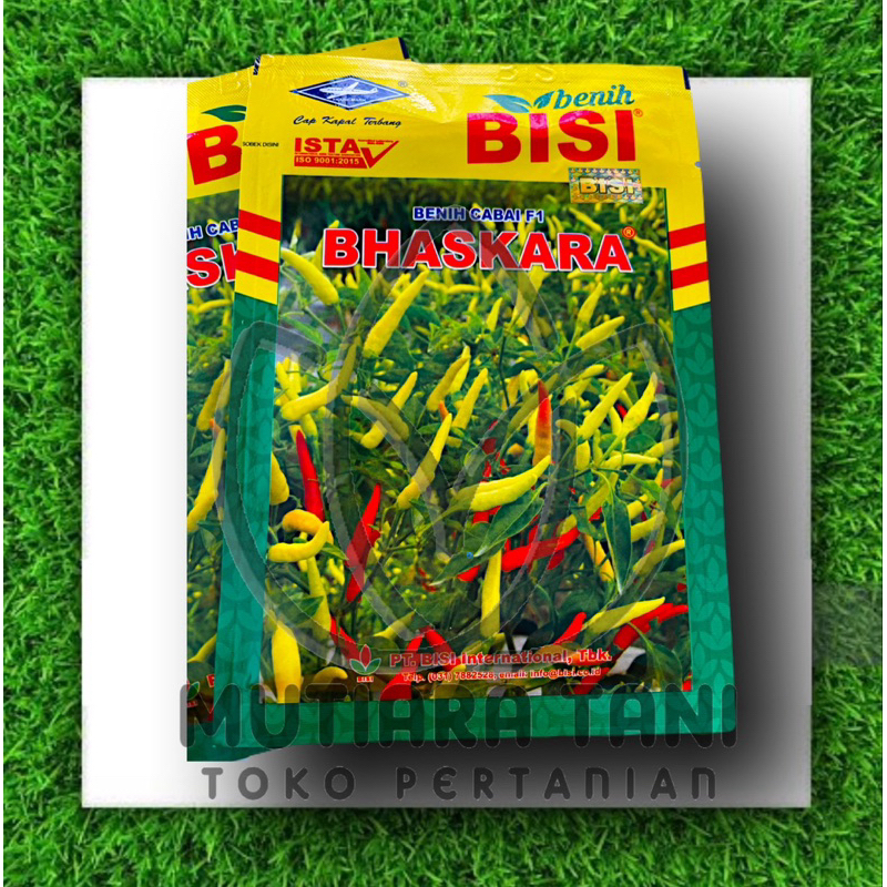 

Cabe Rawit F1 Bhaskara Umur Panen Pendek Genjah