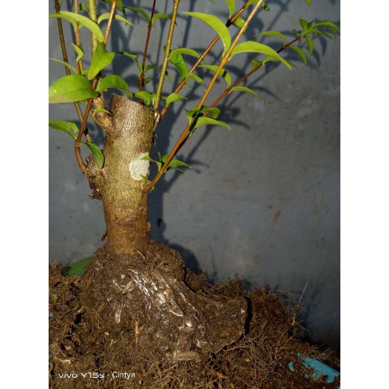 bibit anting putri cangkok murah