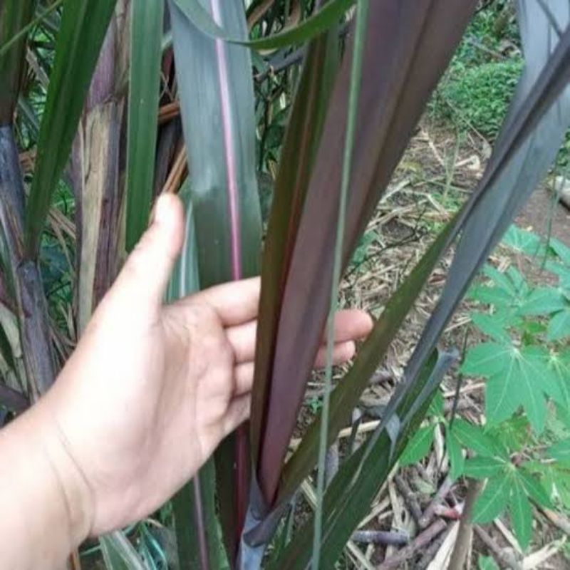 

Daun Tebu Hitam/ireng 10Lembar