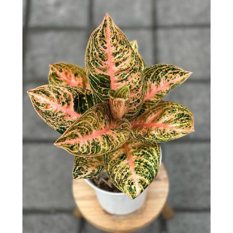 bunga aglonema widuri orange (remaja)