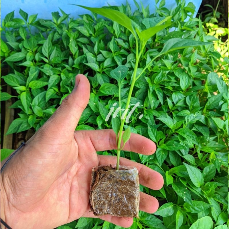 Bibit Cabe Merah Keriting Siap Tanam
