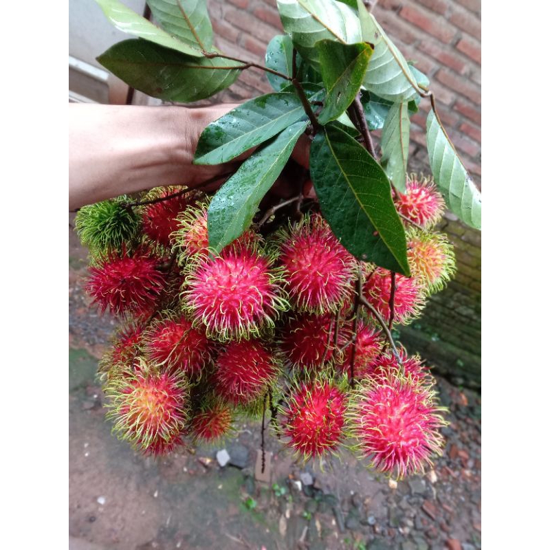 

RAMBUTAN ASLI BINJAI 1KG FRESH BARU PETIK