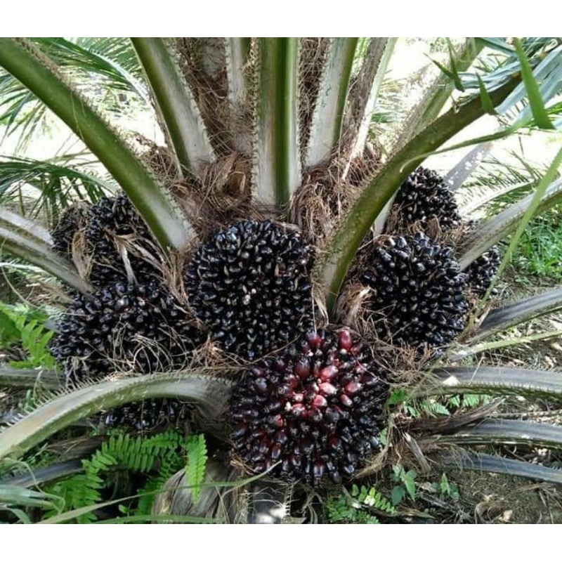 Benih Sawit SRIWIJAYA 1 ORIGINAL bersertifikat