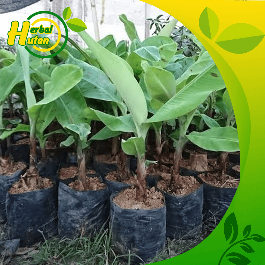 Bibit pisang banana blood - pisang varigata merah pisang hias