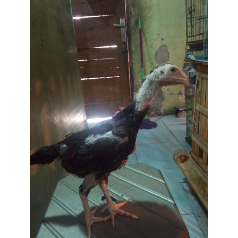 ayam shamo anakan jepang x eropa sepasang umur 2  bulan harga murah di jamin original.