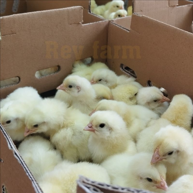 Bibit Ayam Pedaging Doc Broiler Satu Bok Isi 100Ekor