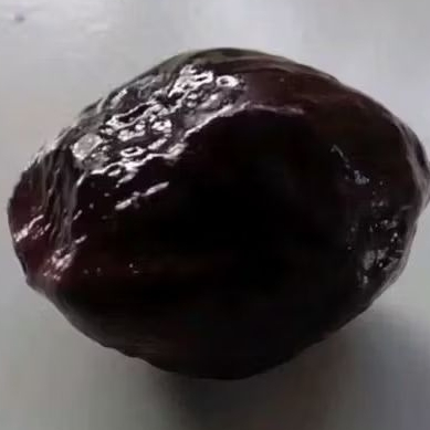 muncang adu jawa / jayanti siap adu pasangan bagus