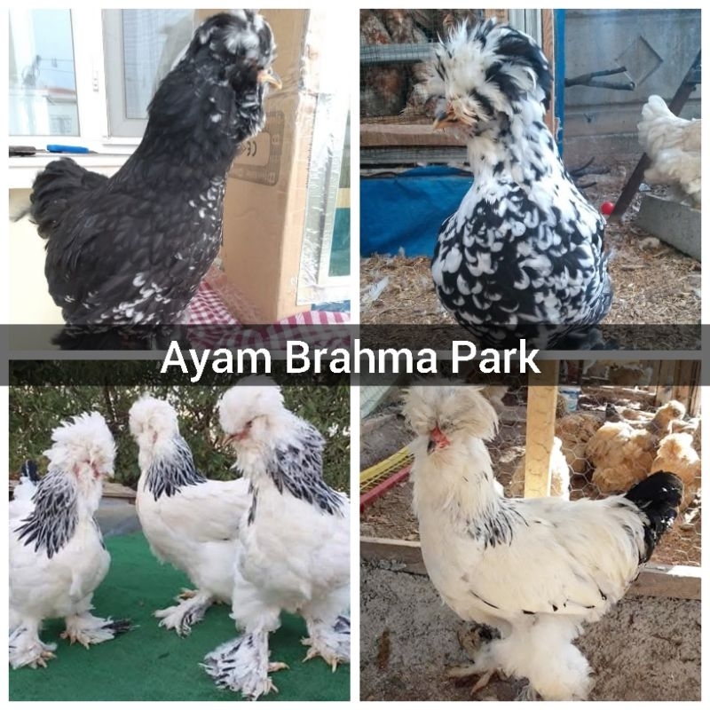 

Telur Ayam Hias Brahma Park Fertil Siap Menetas