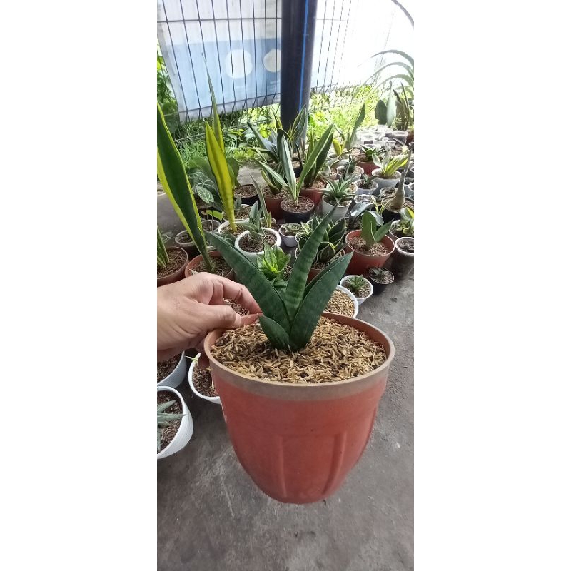 Sansevieria Hybrid Marsha Anjani