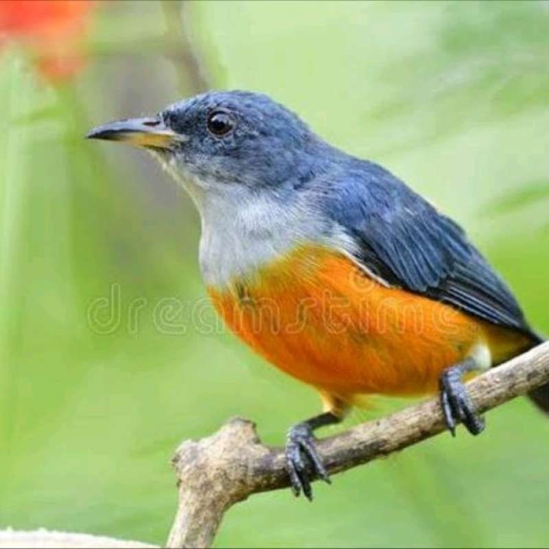 

Burung cabe cabean pilihan jantan