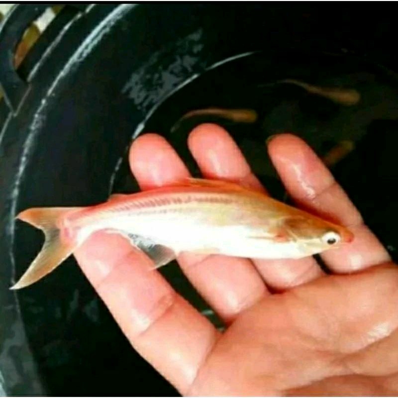 

HIASAN KOLAM-PATIN ALBINO UKURAN 7-9 CM