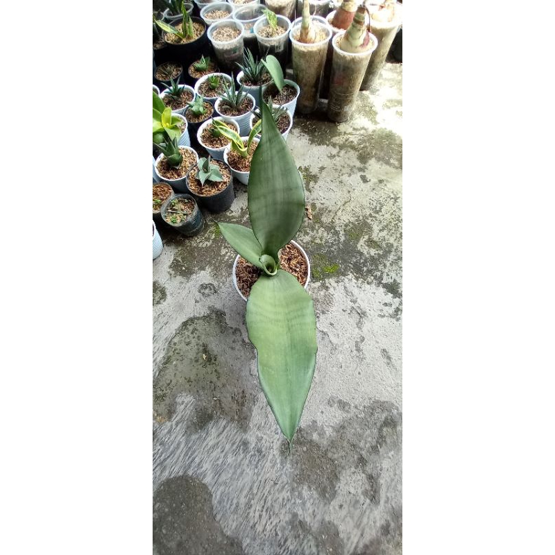 Sansevieria Moonshine