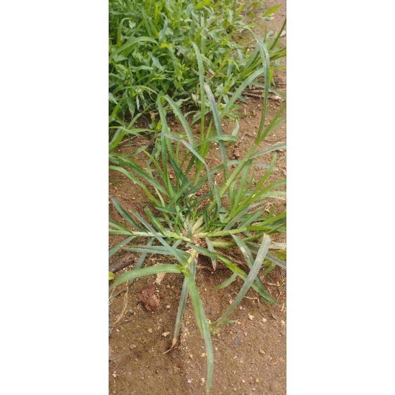 

RUMPUT BELULANG PER 500GR FRESH DICABUT SAAT AKAN DIKIRIM