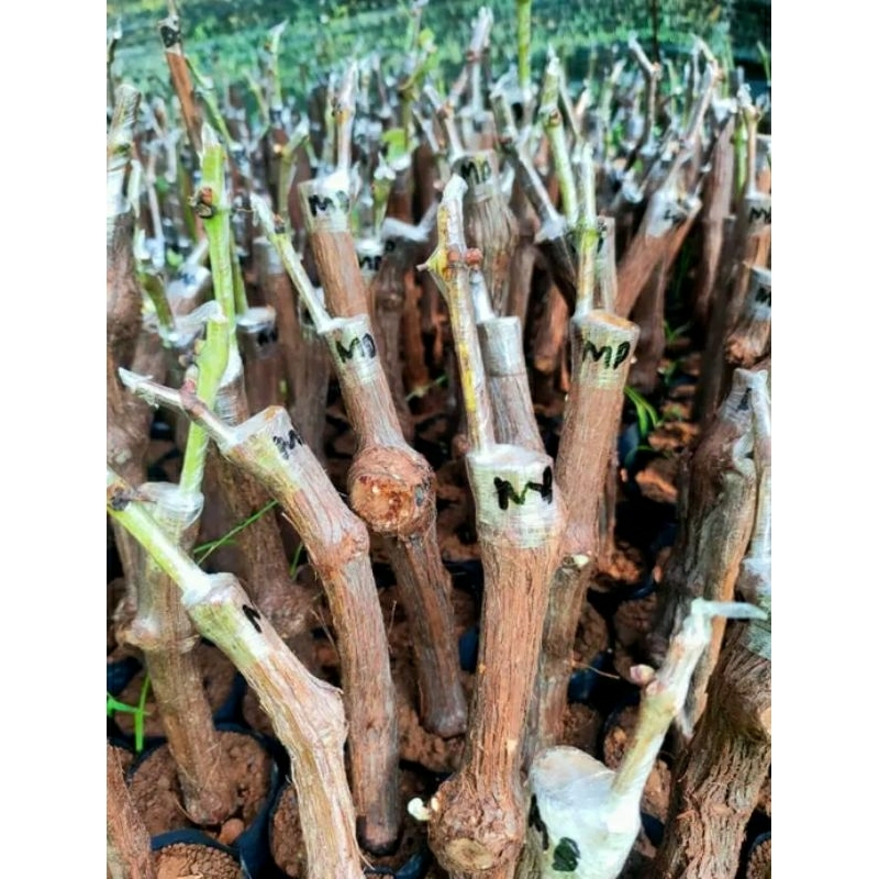 

bibit anggur import (grafting)