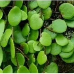 

SISIK NAGA 500 gr #Spillshopee