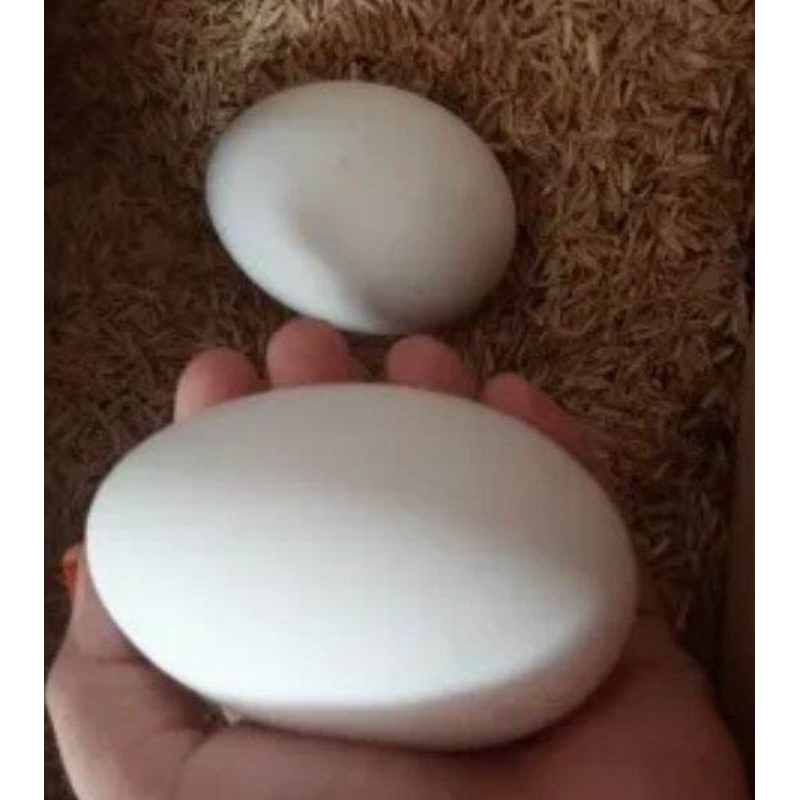 

Telur Angsa/Soang 1 Butir