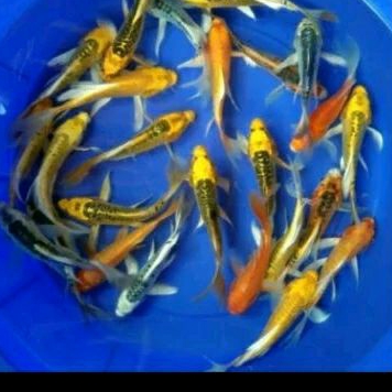 

HIASAN KOLAM_ KOI METALIK UKURAN 6-7 CM