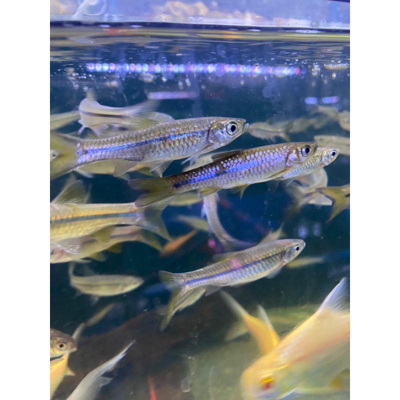 

PROMO STIKER WADER PARI 5-7cm