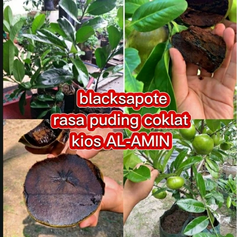 bibit blacksapote/buah rasa puding coklat