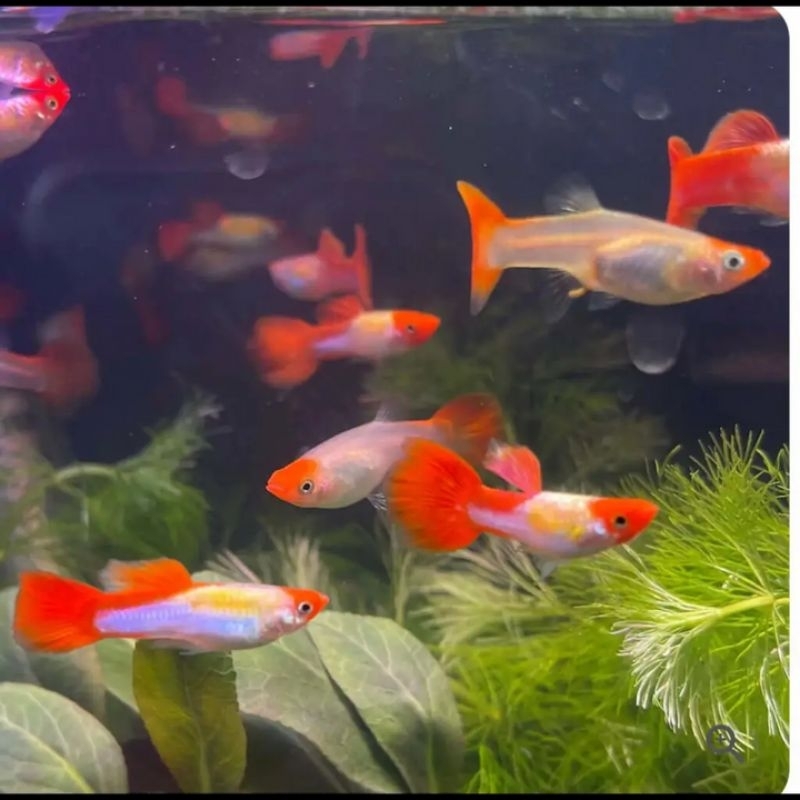 Obat ikan - Guppy Platinum Koi