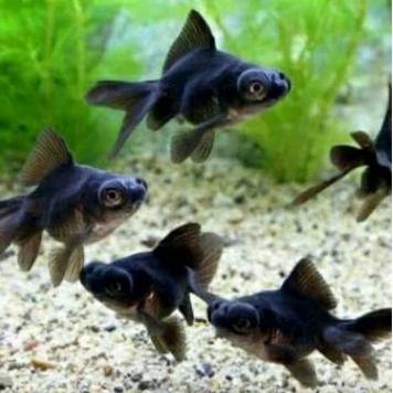 

HIASAN AQUARIUM - MAS KOKI BLACK MOOR UKURAN 3-4 CM