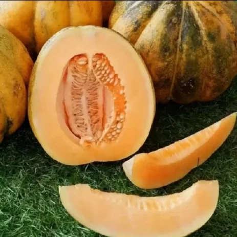 5 Biji - Benih Blewah Unggul Baladewa - Cap Bunga Matahari