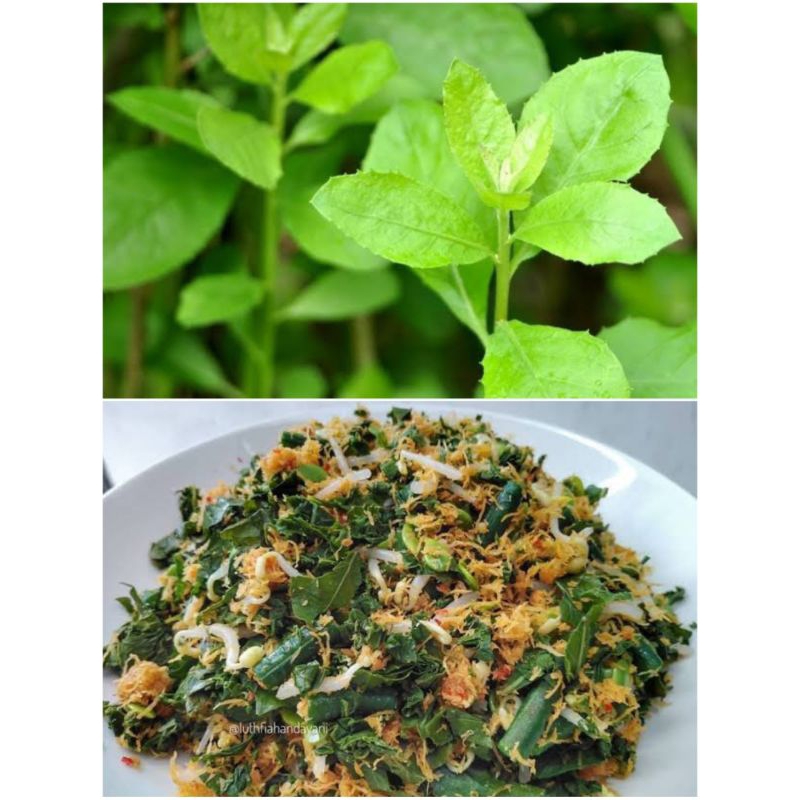 

Daun Beluntas / Luntas 250 Gram Untuk Menghilangkan Bau Badan