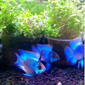 

KADO AQUARIUM - BLUE ELEKTRIK UKURAN 3 CM